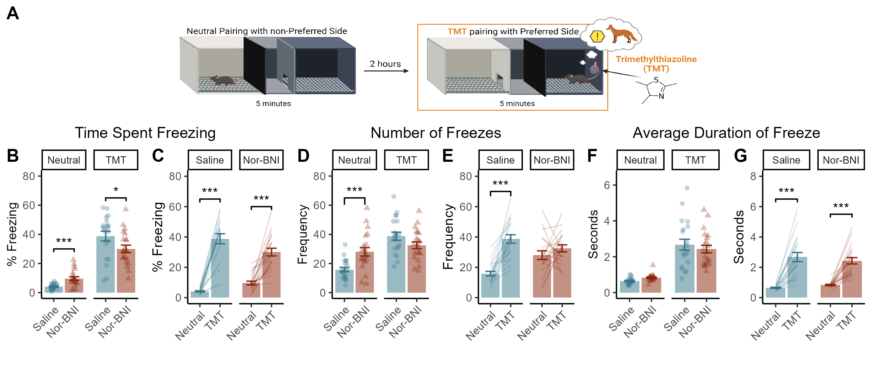 Kappa-opioid receptor antagonism modulates basal and stress-induced freezing. (A) CPP was conducted such that each mouse was exposed to TMT for 5-minutes on their preferred side of the behavioural testing apparatus. (B) NorBNI administration 24hours before testing increases basal freezing and decreases freezing during TMT presentation. (C) The number of freezing episodes was increased at Neutral by NorBNI administration. (D) NorBNI did not produce any changes in the average duration of freezing episode under basal conditions or during TMT exposure. All mice exhibit an increase in the % Freezing between the Neutral and TMT sessions (E), but only the saline group increased the number of freezing episodes between the two sessions (F). NorBNI administration did not affect the increase in average duration of freezing episode observed between the Neutral and TMT sessions (G). Data pressented as mean +/- SEM. * Indicates p < 0.05, *** indicates p < 0.001.