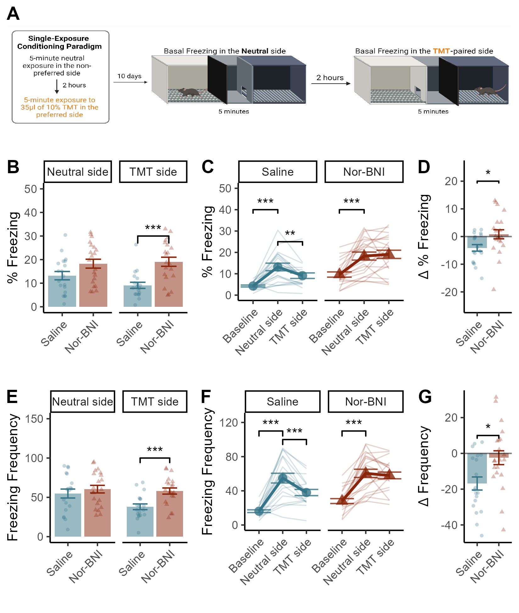 Timeline of experimental proceedings: 10 days after the single 5-minute exposure to 10% TMT, mice were placed in each side of the conditioning apparatus for 5 minutes and basal levels of freezing were measured (A). Nor-BNI injected mice froze more than saline mice on the TMT-paired side, but not on the neutral side (B). Both drug conditions exhibited a robust increase in freezing relative to their baseline data from 10 days earlier (C). Saline mice decreased freezing between the two sessions whereas NorBNI-treated mice did not (C). The change in freezing behaviour between the two sessions was significantly reduced by NorBNI administration (D). The frequency of freezing was significantly higher for NorBNI injected mice on the TMT-paried side, but not the neutral side (E). Saline but not NorBNI injected mice reduced the frequency of freezing between the two sessions (F). The magnitude of the change between the two sessions was significantly reduced by NorBNI (G). Data presented as mean +/- SEM, * p < 0.05, ** p < 0.01, *** p < 0.001.